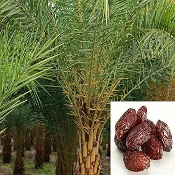 ZZ_Plant_(Hybrid,_Pack_of_1)