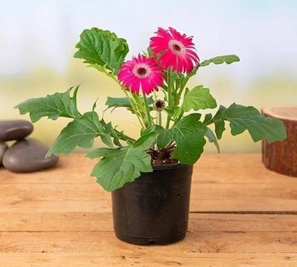 ZZ_Plant_(Hybrid,_Pack_of_1)