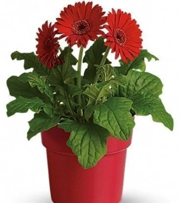 ZZ_Plant_(Hybrid,_Pack_of_1)