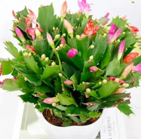 Cactus_Opuntia_Microdasys_Plant_(Hybrid,_Pack_of_1)