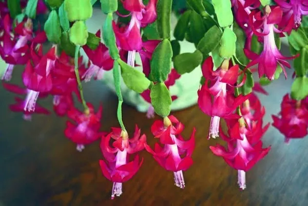 Zygocactus_Plant_(Hybrid,_Pack_of_1)