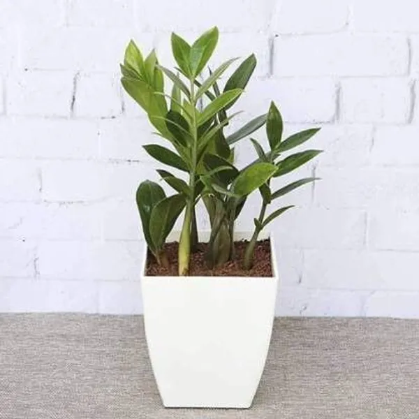 ZZ_Plant_(Hybrid,_Pack_of_1)
