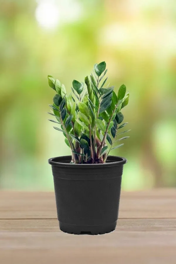ZZ_Plant_(Hybrid,_Pack_of_1)