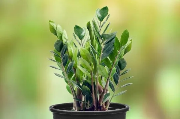 ZZ_Plant_(Hybrid,_Pack_of_1)