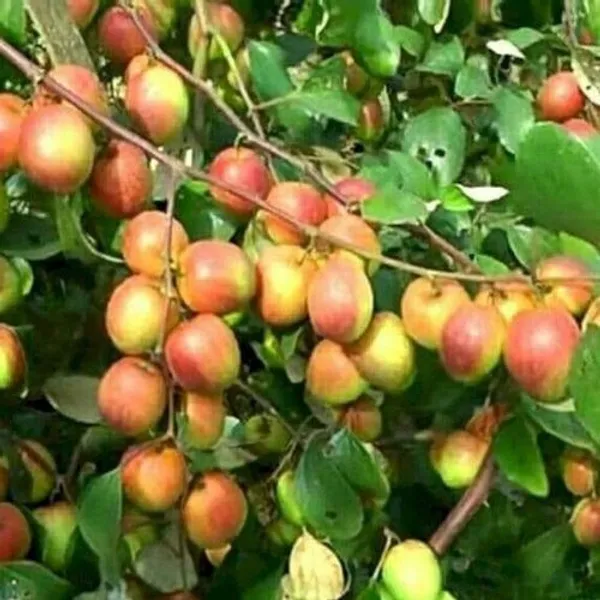 Apple_Plant_(Hybrid,_Pack_of_1)