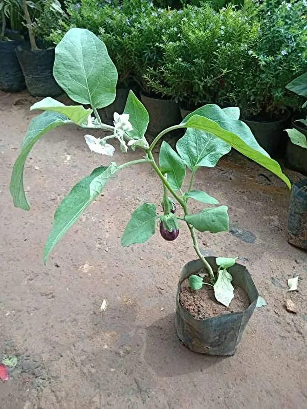 Brinjal_(Hybrid,_Pack_of_1)