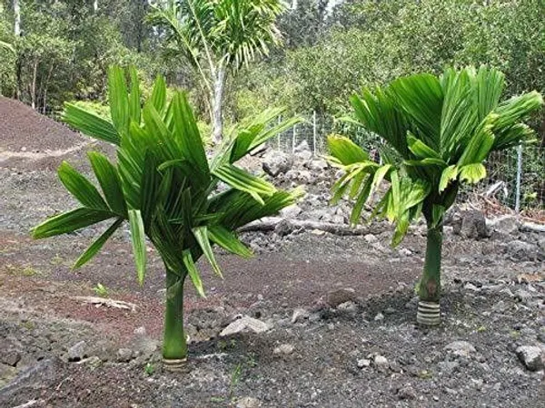 Betel_Nut/Supari_Plant_(Hybrid,_Pack_of_1)