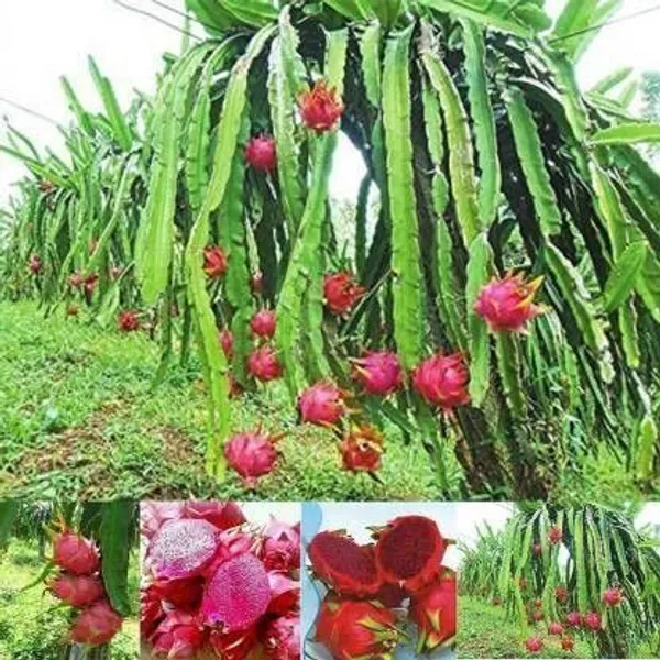 Dragon_Tree_(Hybrid,_Pack_of_1)