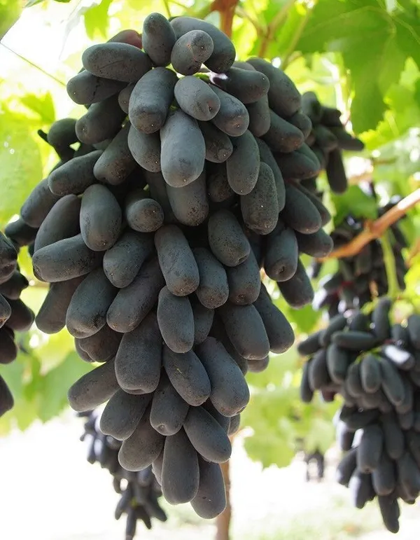 Grape_Plant_(Hybrid,_Pack_of_1)