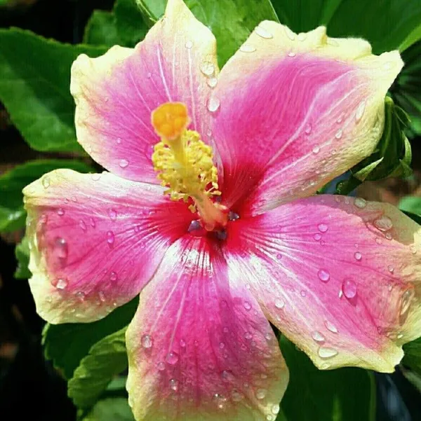 Annona_Reticulata/Bullock's_Heart_Plant_(Hybrid,_Pack_of_1)