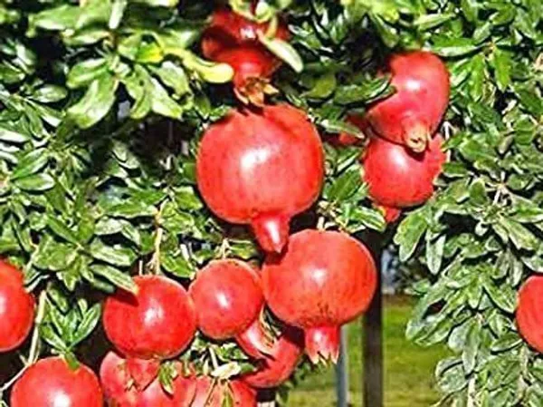Pomegranate_Plant_(Hybrid,_Pack_of_1)