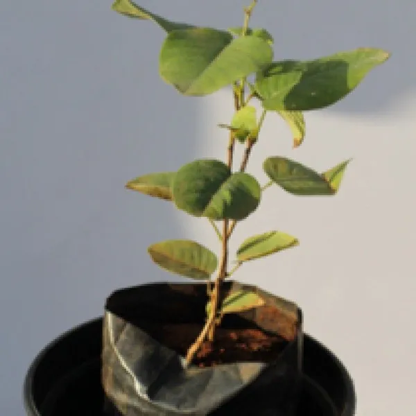 Red_Sandalwood_Plant_(Hybrid,_Pack_of_1)