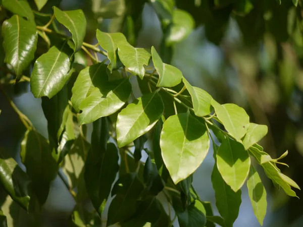 Red_Sandalwood_Plant_(Hybrid,_Pack_of_1)