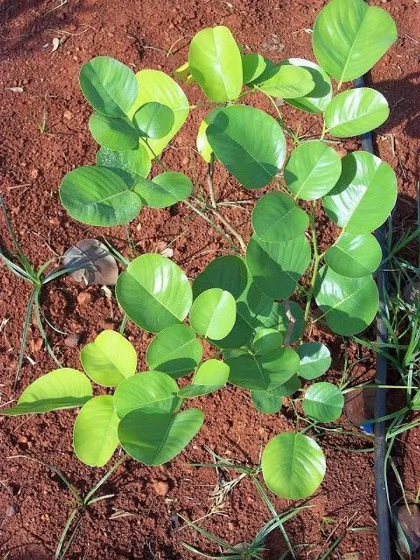 Red_Sandalwood_Plant_(Hybrid,_Pack_of_1)