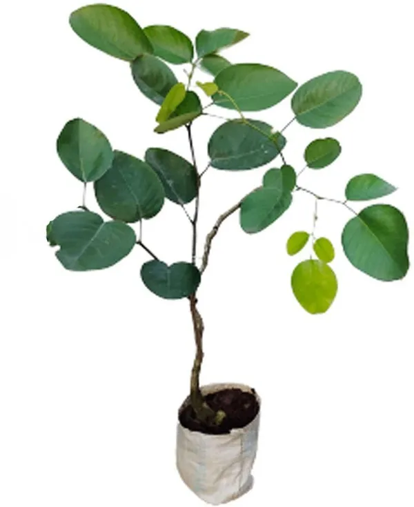 Red_Sandalwood_Plant_(Hybrid,_Pack_of_1)