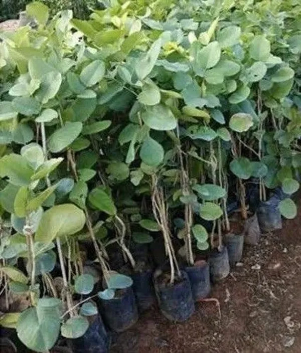 Red_Sandalwood_Plant_(Hybrid,_Pack_of_1)