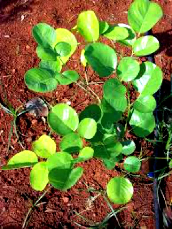 Red_Sandalwood_Plant_(Hybrid,_Pack_of_1)