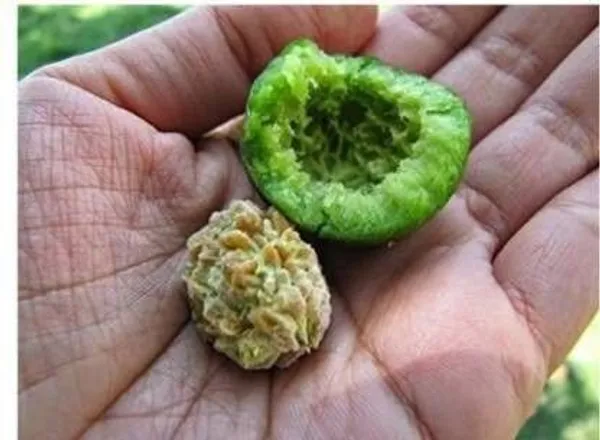 Rudraksha_Plant_(Hybrid,_Pack_of_1)