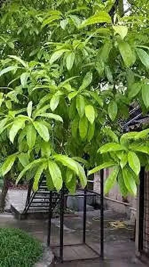 Rudraksha_Plant_(Hybrid,_Pack_of_1)