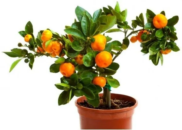 Orange_Plant_(Hybrid,_Pack_of_1)