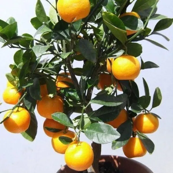 Orange_Plant_(Hybrid,_Pack_of_1)
