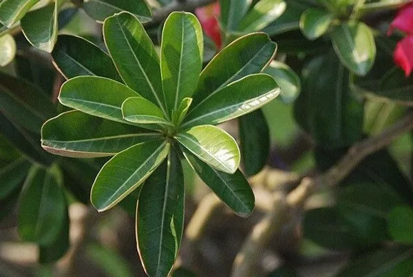 Adenium_Plant_(Hybrid,_Pack_of_1)