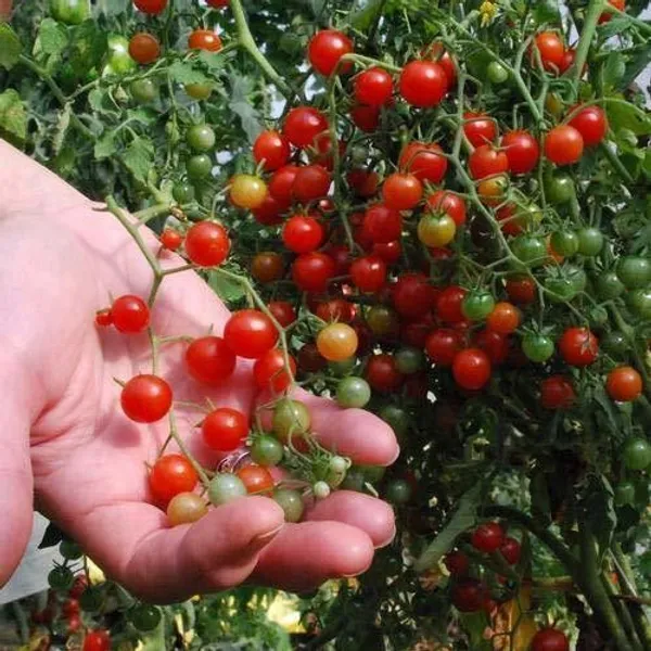 Tomato_Plant_(Hybrid,_Pack_of_1)