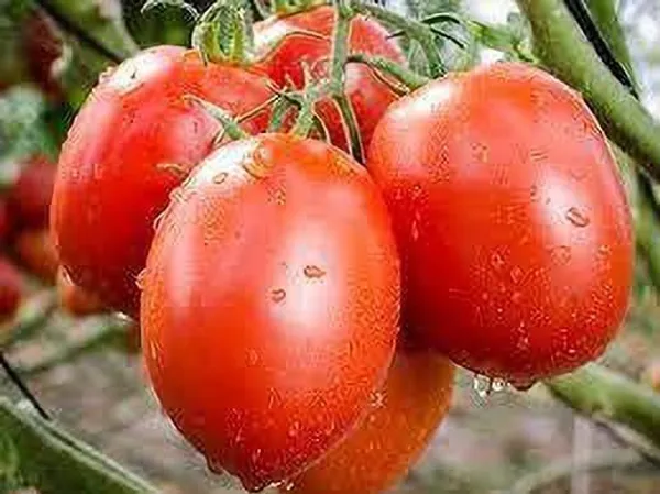Tomato_Plant_(Hybrid,_Pack_of_1)