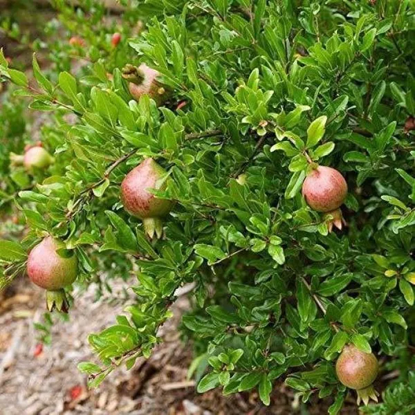 Pomegranate_Plant_(Hybrid,_Pack_of_1)