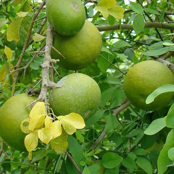 Bel_Plant_(Hybrid,_Pack_of_1)