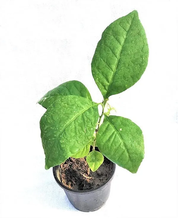 Basil_Plant_(Hybrid,_Pack_of_1)
