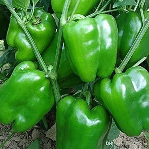 Capsicum_(Hybrid,_Pack_of_1)