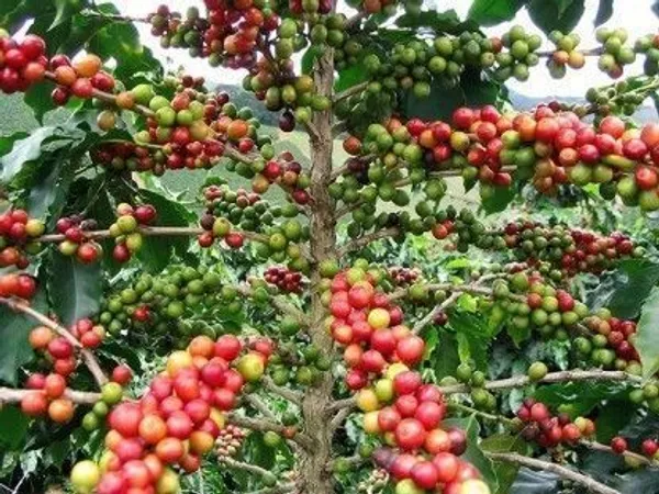 Coffee_Plant_(Hybrid,_Pack_of_1)