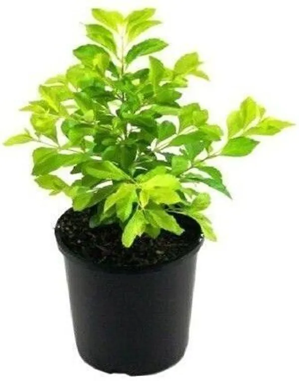 Duranta_Plant_(Hybrid,_Pack_of_1)