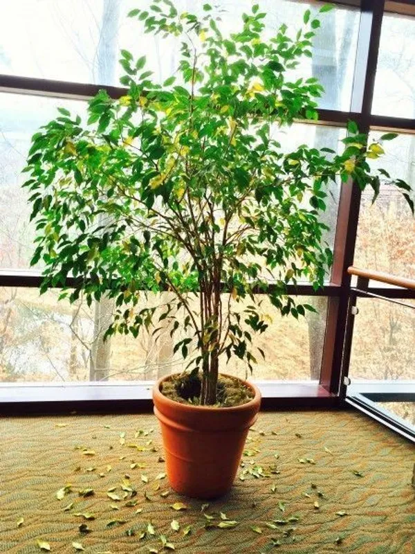 Ficus_Plant_(Hybrid,_Pack_of_1)