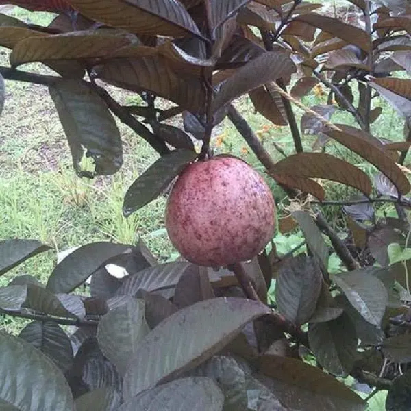 Guava_Plant_(Hybrid,_Pack_of_1)