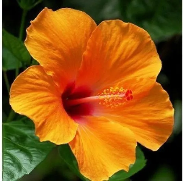 Hibiscus_Plant_(Hybrid,_Pack_of_1)