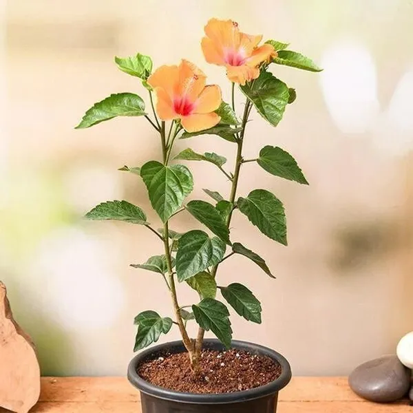 Hibiscus_Plant_(Hybrid,_Pack_of_1)