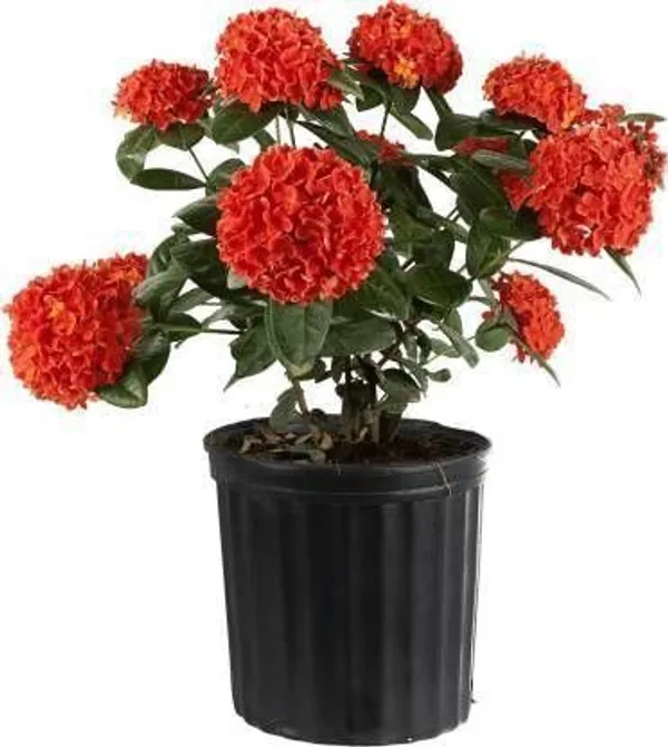 Ixora_Mini_Pink_Flowering_Plant_(Hybrid,_Pack_of_1)