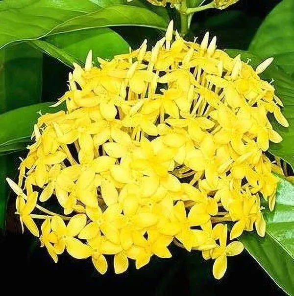 Trothic_Ixora/Chethi_Plant_(Hybrid,_Pack_of_1)