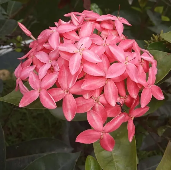 Trothic_Ixora/Chethi_Plant_(Hybrid,_Pack_of_1)