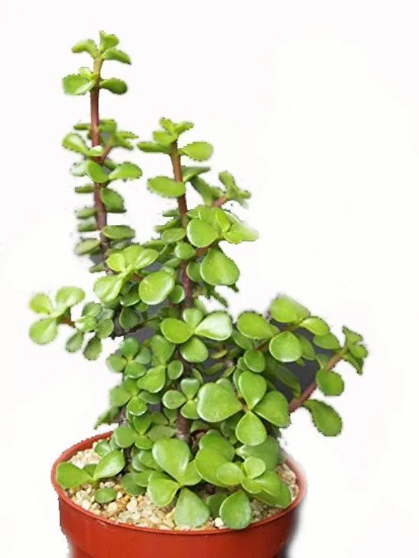 Jade_Plant_(Hybrid,_Pack_of_1)
