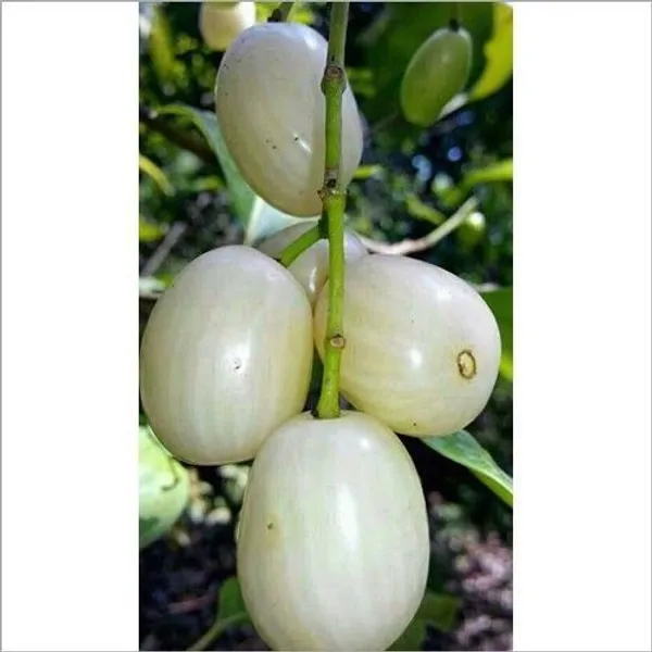 Jamun_Plant_(Hybrid,_Pack_of_1)