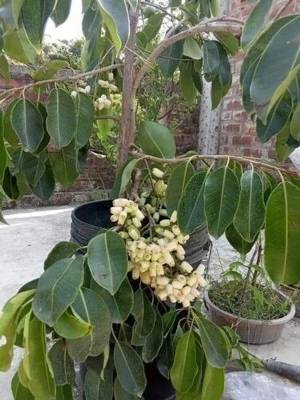 Jamun_Plant_(Hybrid,_Pack_of_1)