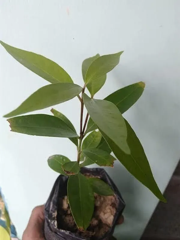 Jamun_Plant_(Hybrid,_Pack_of_1)
