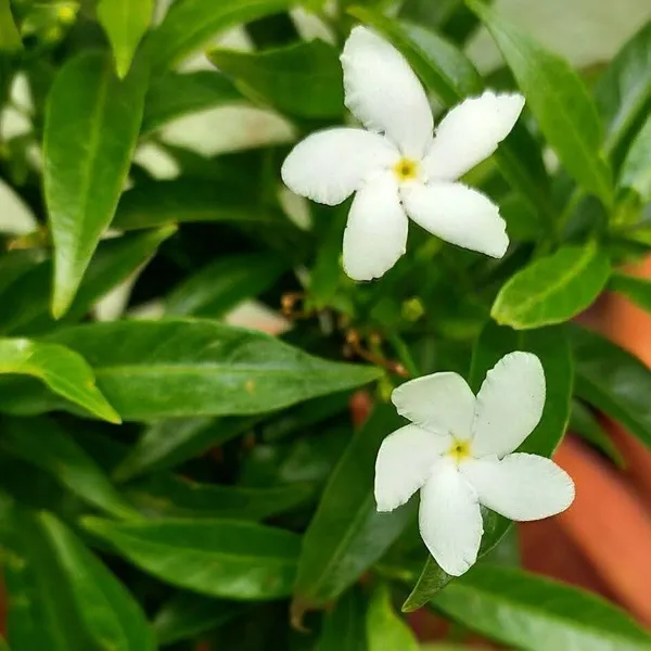 Jasmine_Plant_(Hybrid,_Pack_of_1)