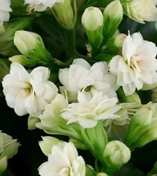 Kalanchoe_Plant_(Hybrid,_Pack_of_1)