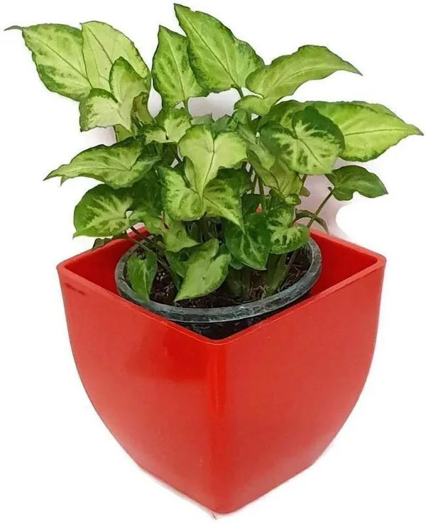 Syngonium_Plant_(Hybrid,_Pack_of_1)