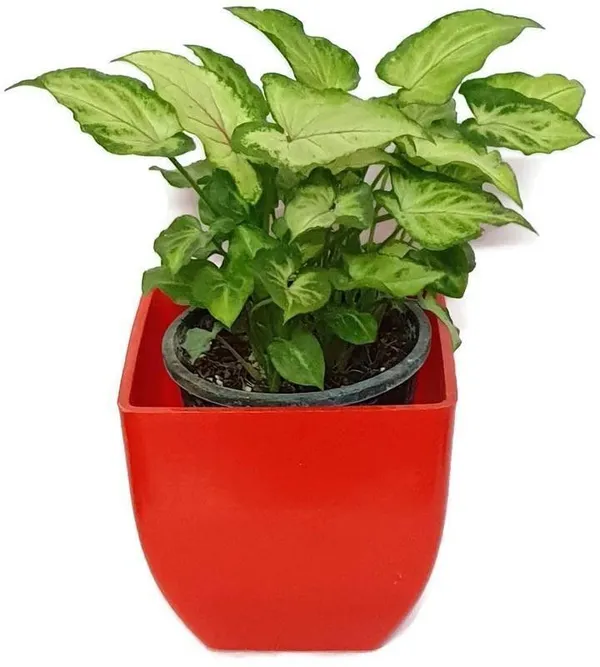 Syngonium_Plant_(Hybrid,_Pack_of_1)