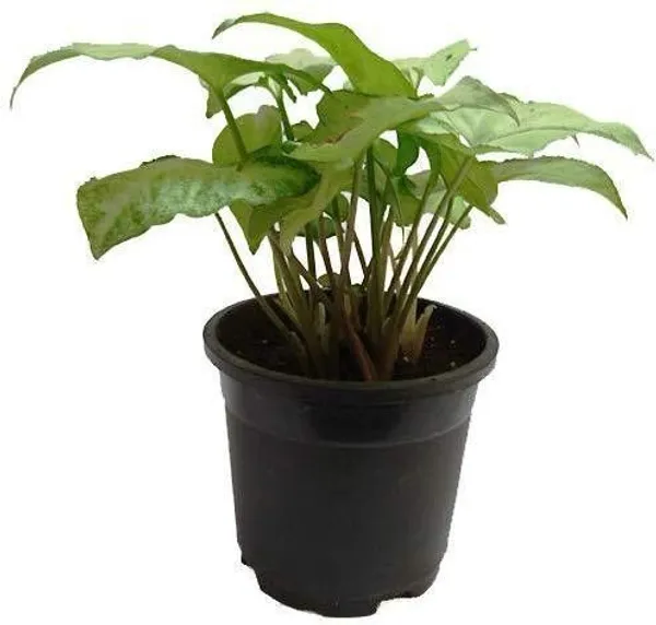 Golden_Money_Plant_(Hybrid,_Pack_of_1)